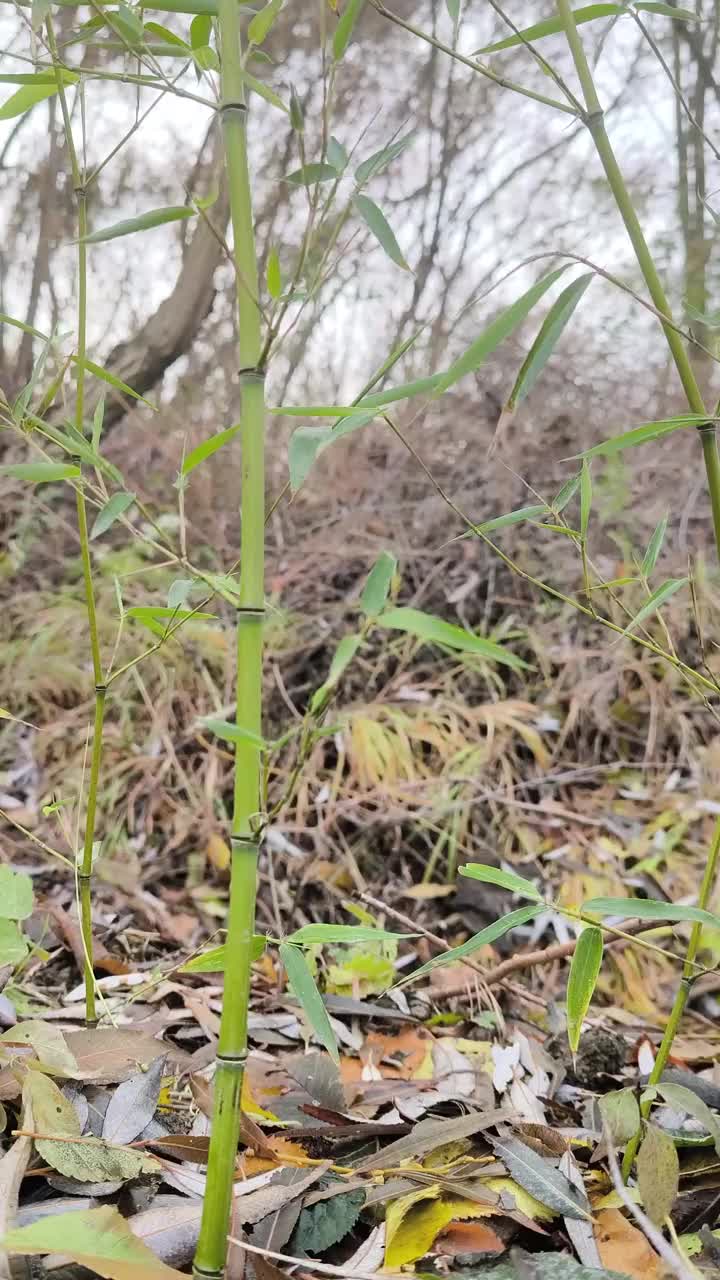 垂直镜头讲述了一棵初冬的青竹视频下载