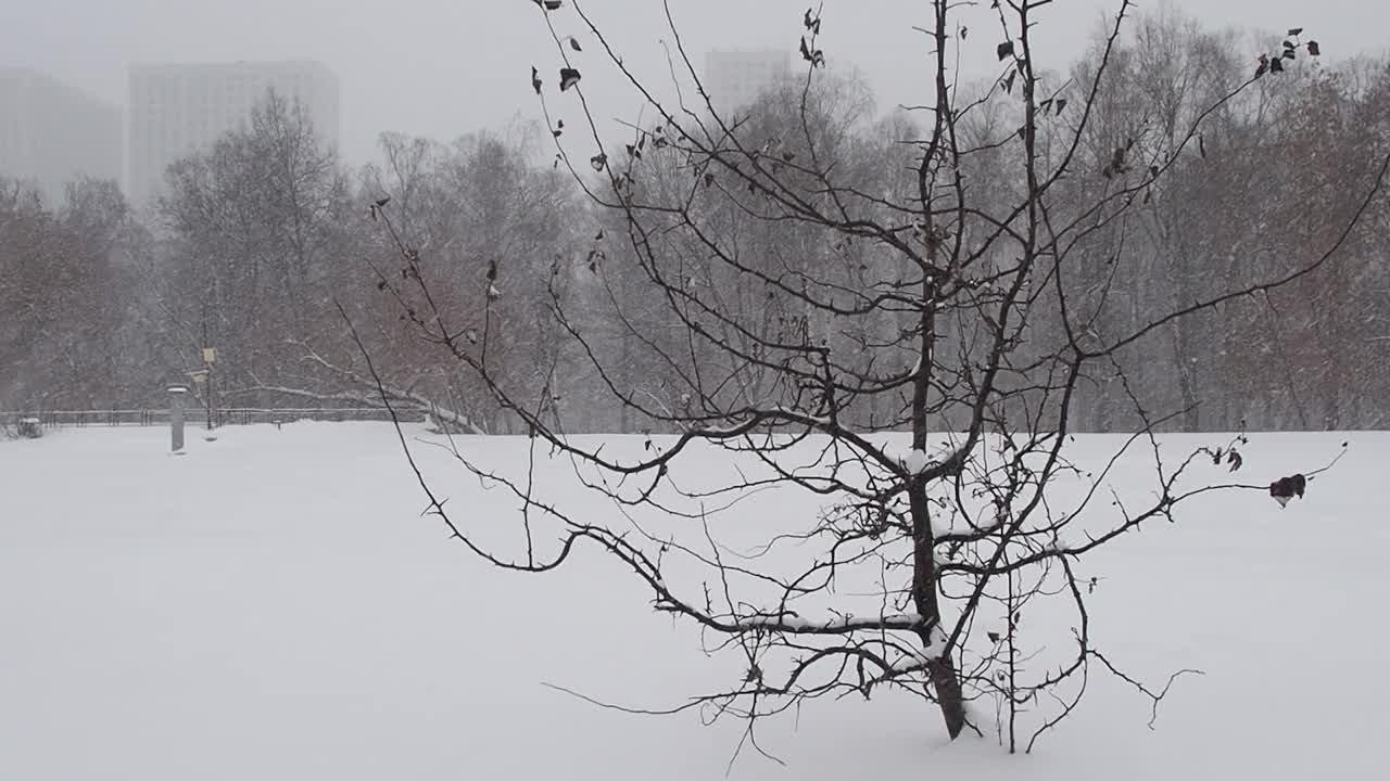 暴风雪背景下的一棵孤独的树。视频下载