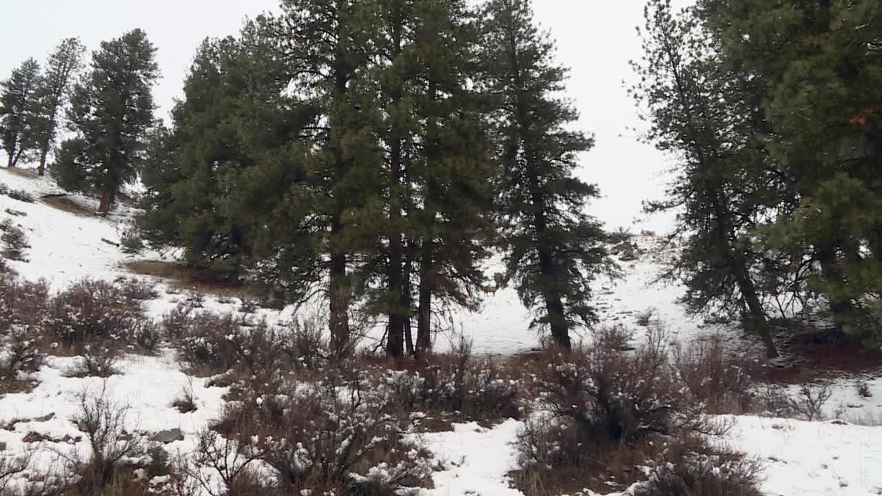 冬季，博伊西国家森林的雪景与高耸的松树。-低角度平移拍摄视频素材