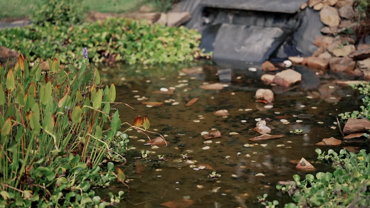 有水生植物和岩石的天然池塘视频素材