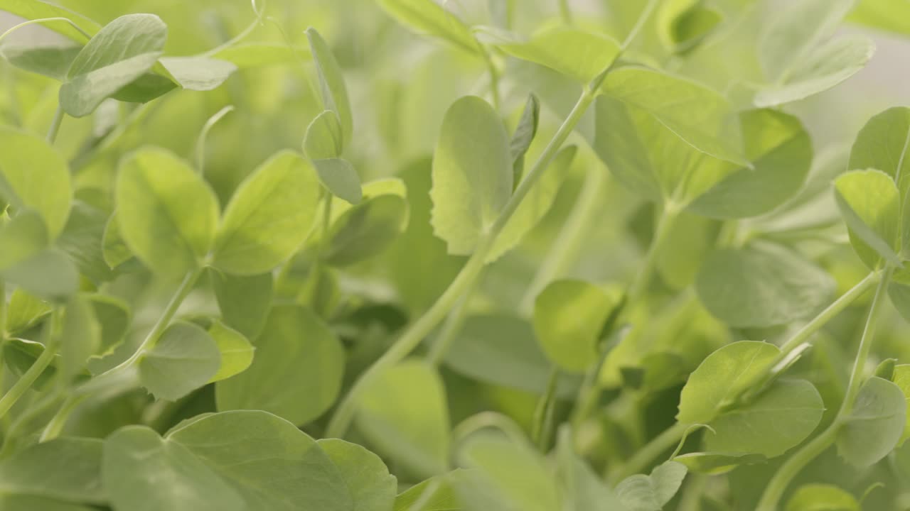 CU新鲜有机微型蔬菜种植在温室蔬菜视频下载