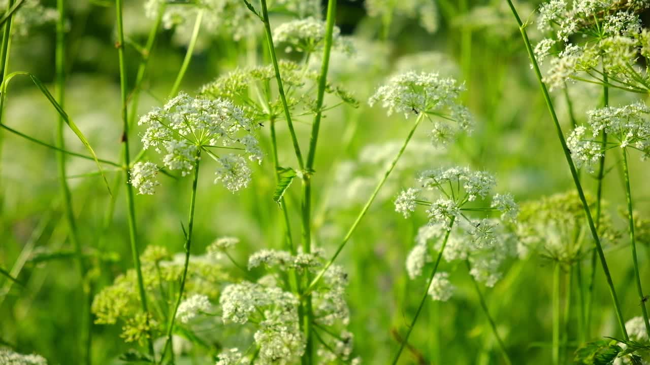 牛欧芹，Anthriscus sylvestris，是伞形植物。野生山萝卜长在草地上。夏天的Kupyr，特写，侧视图。绿色背景上的白花。视频素材