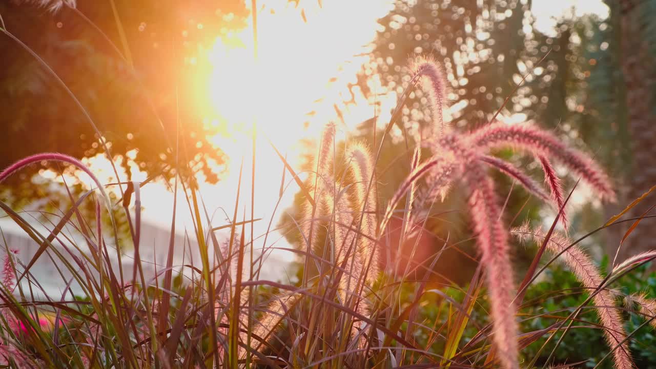 夕阳下摇曳的芦苇视频下载