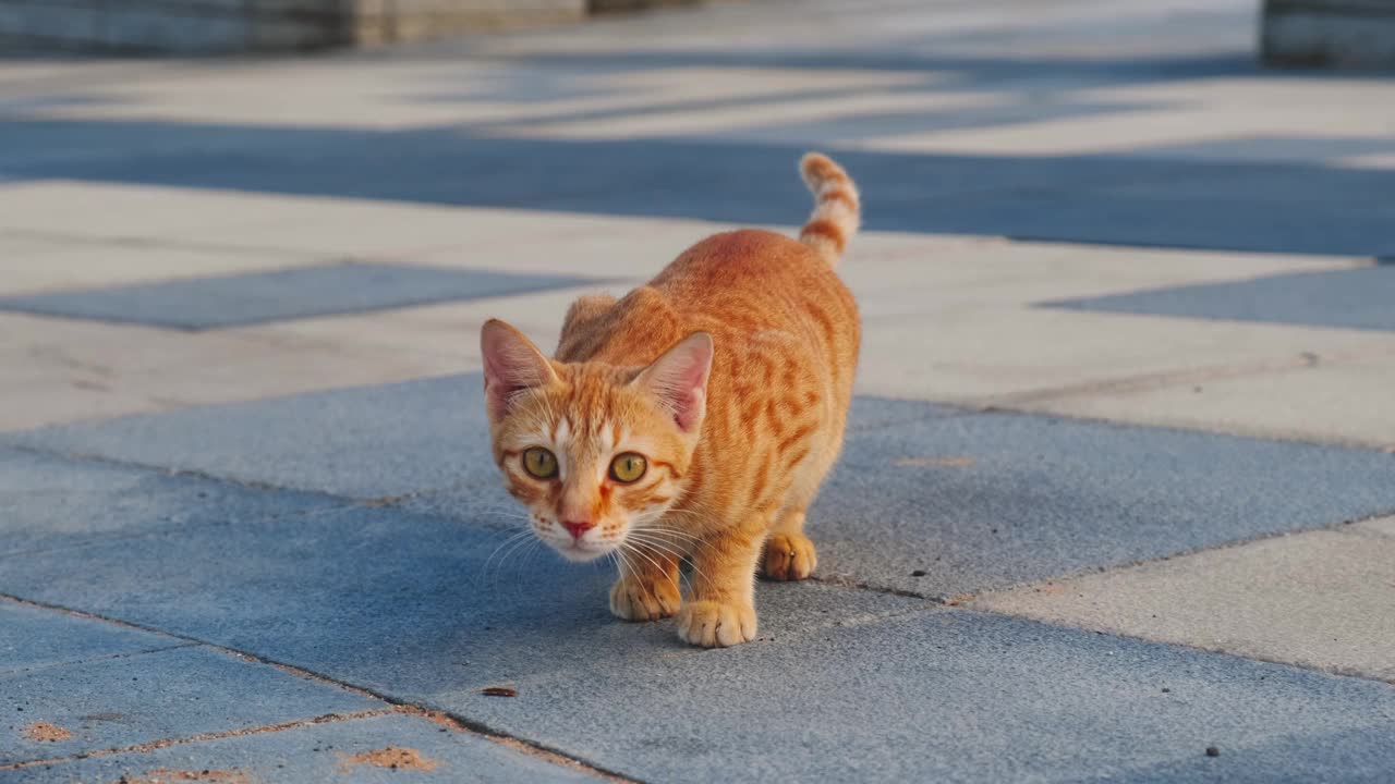 可爱的棕色家猫在街上视频下载