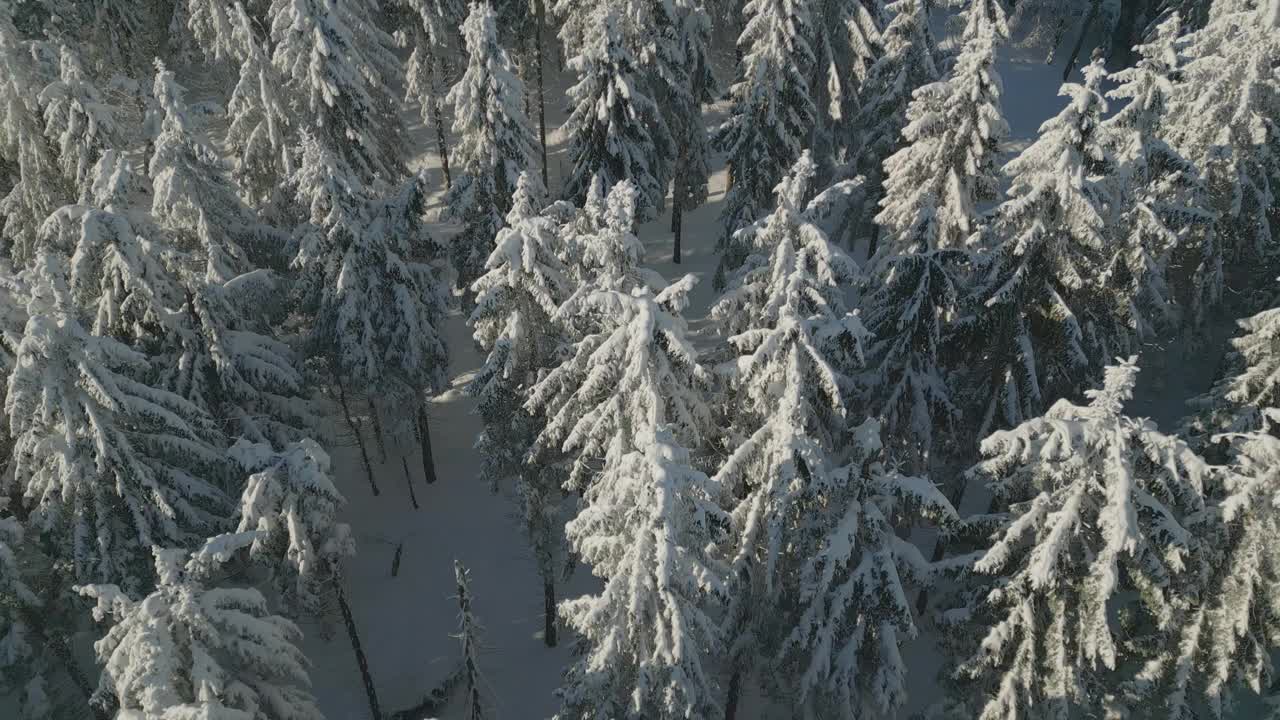 神奇的童话般的空中树冠冬季视图，白雪覆盖的树木视频下载