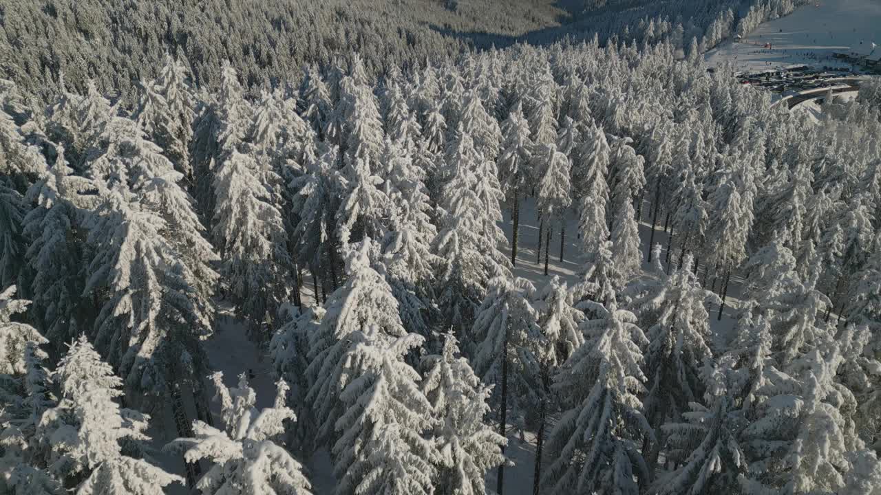 神奇的童话般的空中树冠冬季视图，白雪覆盖的树木视频下载