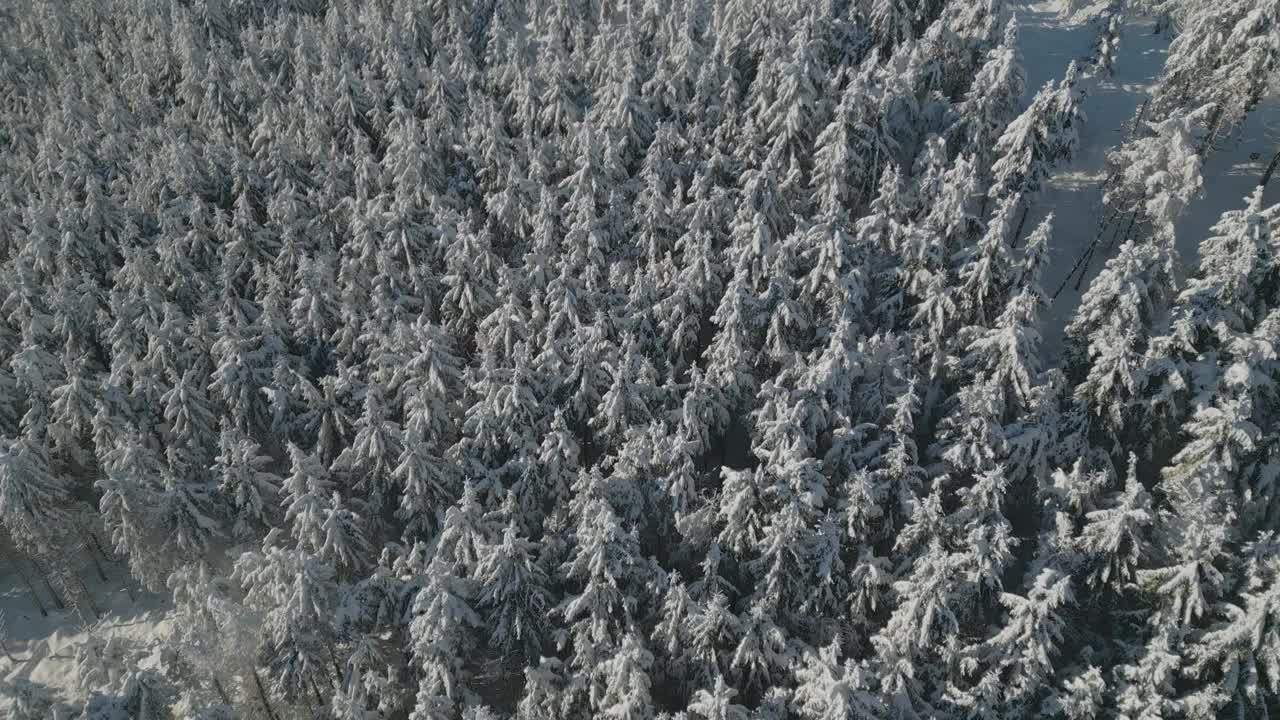 神奇的童话般的空中树冠冬季视图，白雪覆盖的树木视频素材