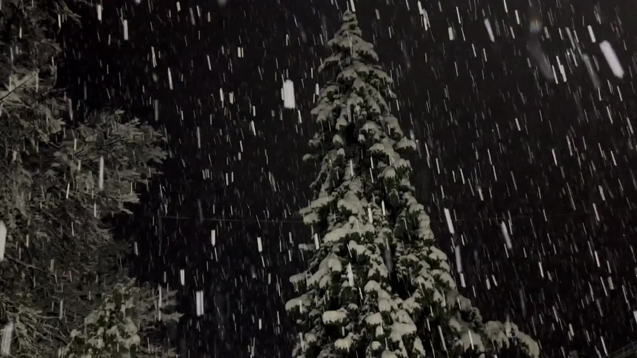 冬天的森林里下雪了。视频下载