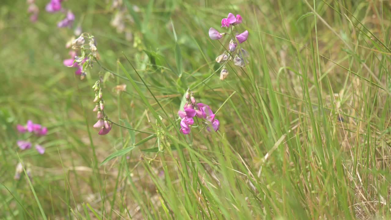 绿色的草和粉红色的花特写视频素材