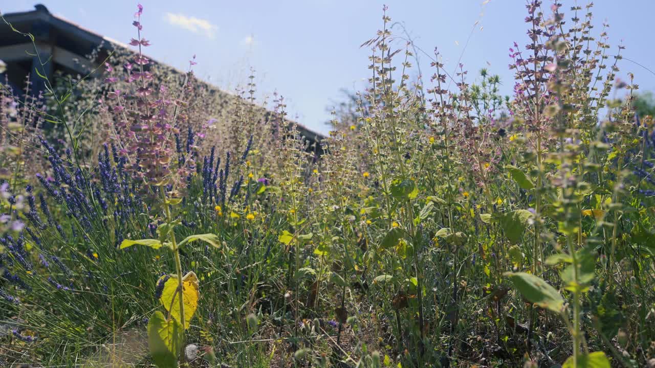 夏日阳光下田野里的野花视频素材