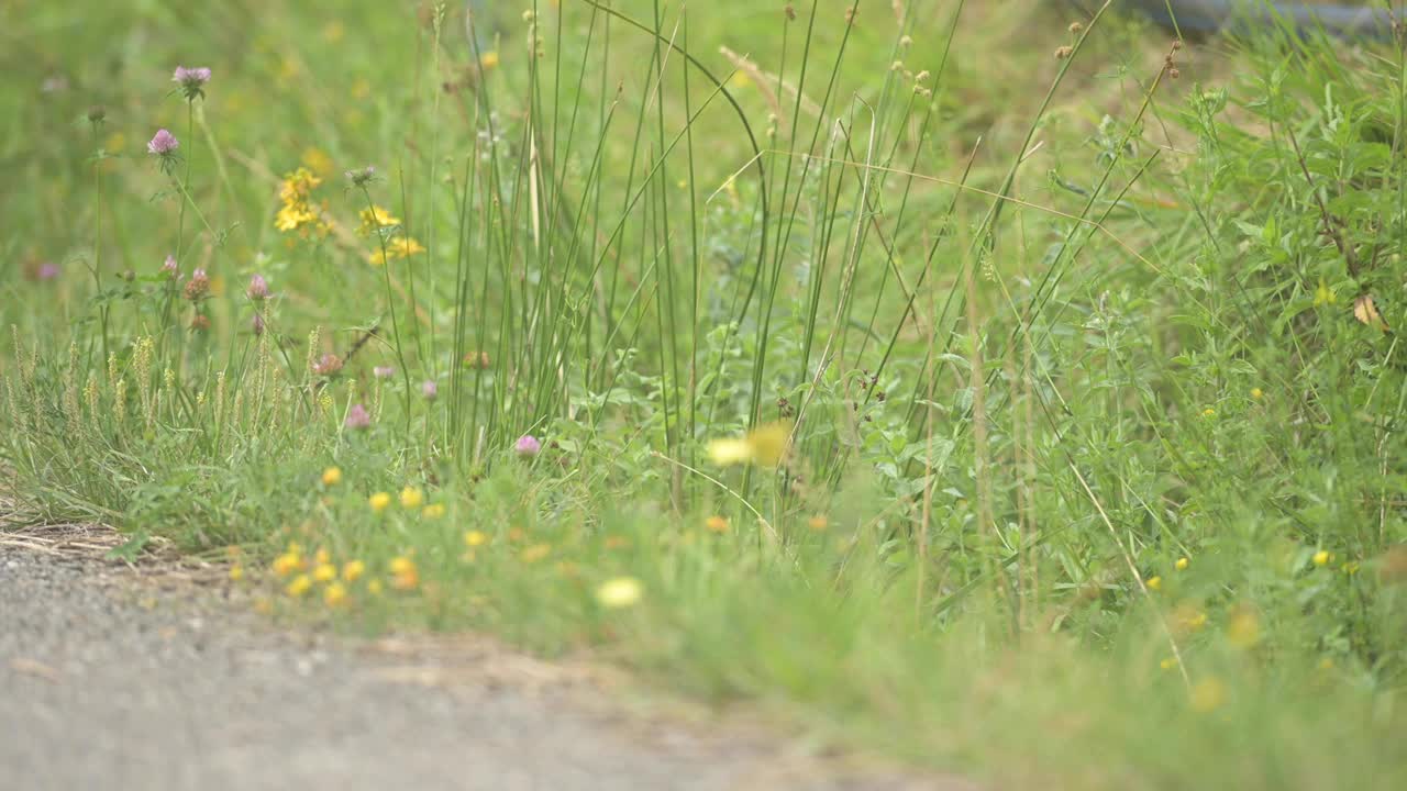 绿色的草地，野花和一只蝴蝶视频素材