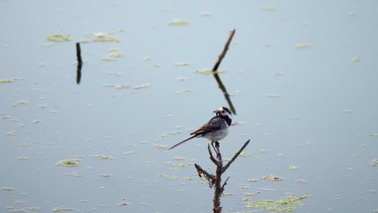 白鹡鸰(Motacilla Alba)视频素材