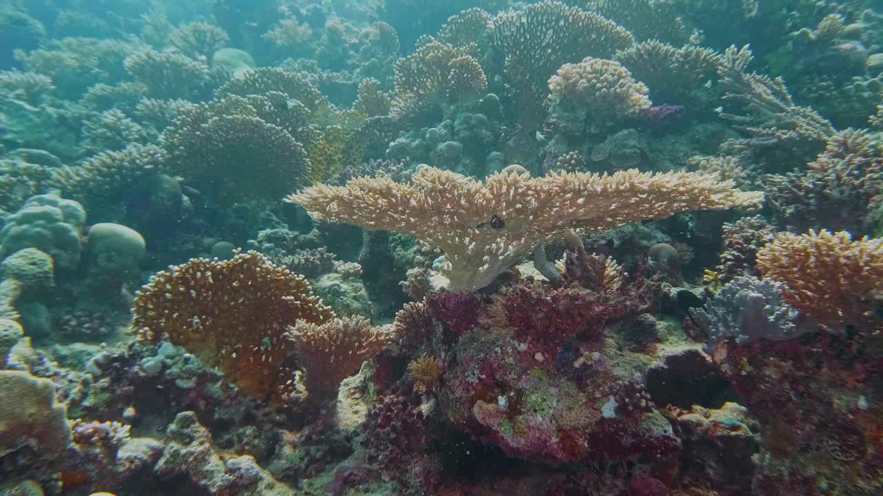 海洋生物与自然植物和动物的加勒比海视频素材