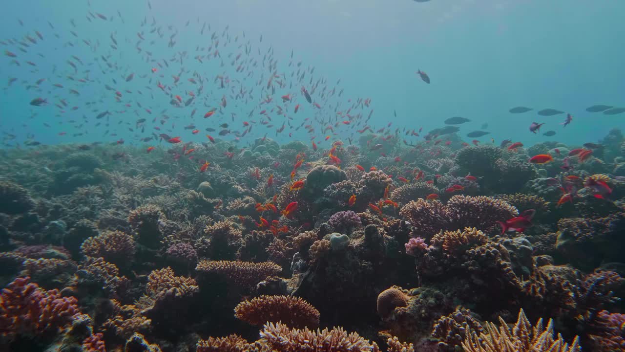 珊瑚礁上的海金鱼和珊瑚礁鱼，海床上的海龙葵视频素材