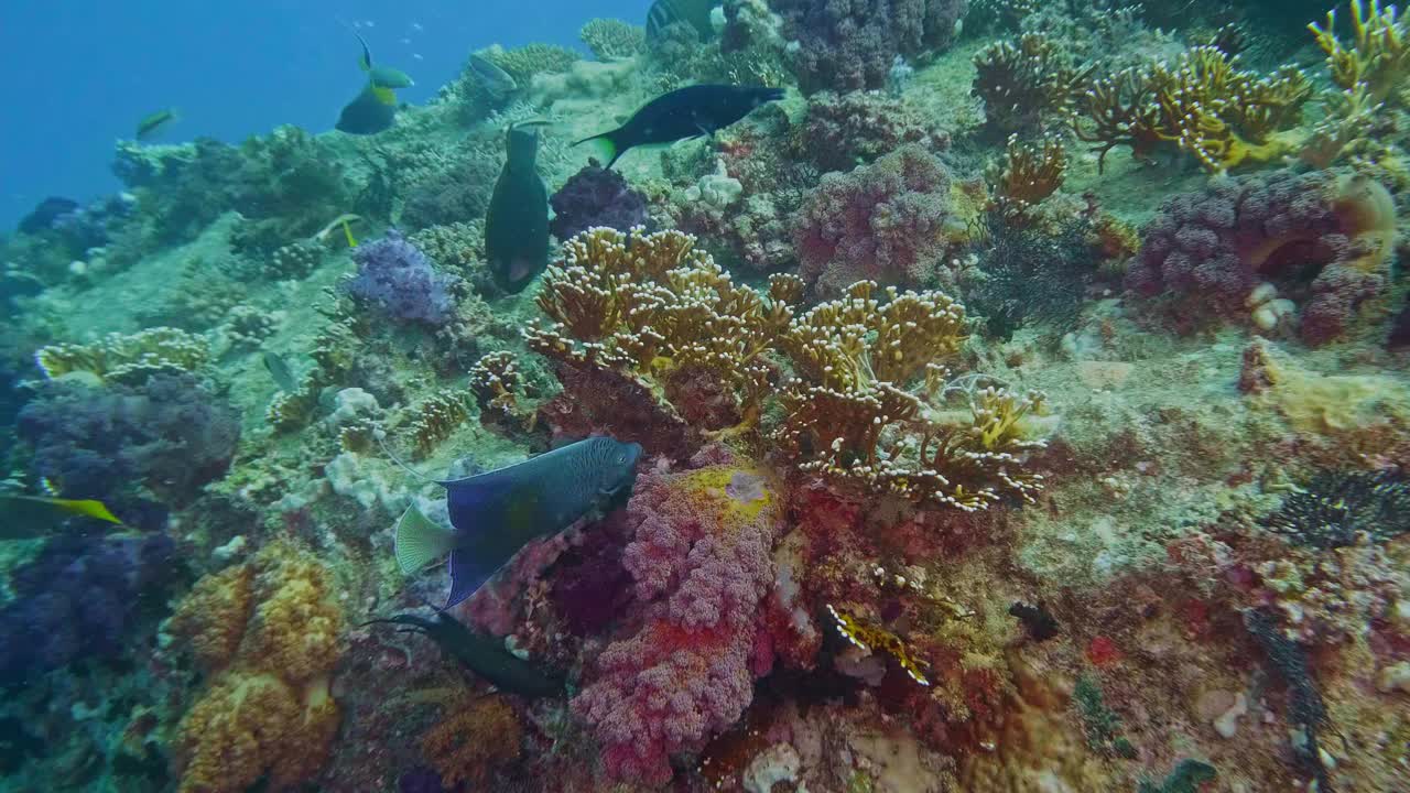 海洋生物与自然植物和动物的加勒比海视频素材