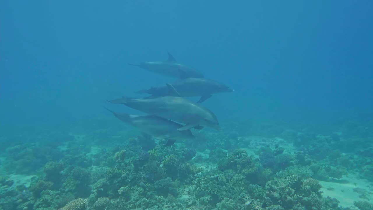 一群生活在红海中的普通宽吻海豚或大西洋宽吻海豚视频素材