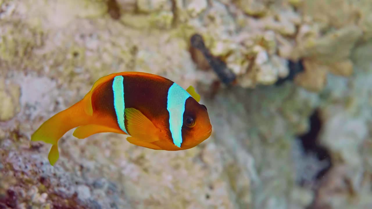 三带海葵鱼(Amphiprion tricinctus)是马绍尔群岛特有的一种海葵鱼视频素材