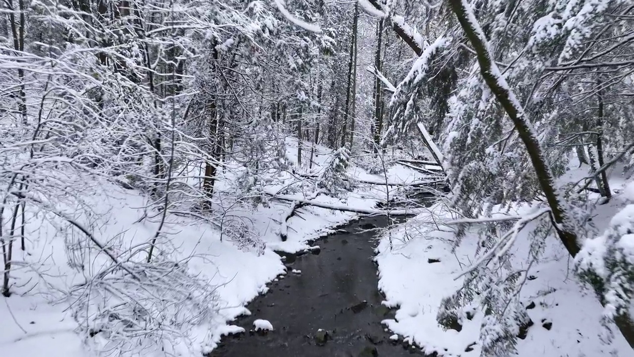 在雪地里飞过树林的航拍画面视频下载