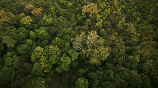 非洲风光从空中拍摄美丽的森林景观，树木和树梢在令人惊叹的金色阳光下，俯视肯尼亚的马赛马拉，热气球飞行的自然景观视频素材