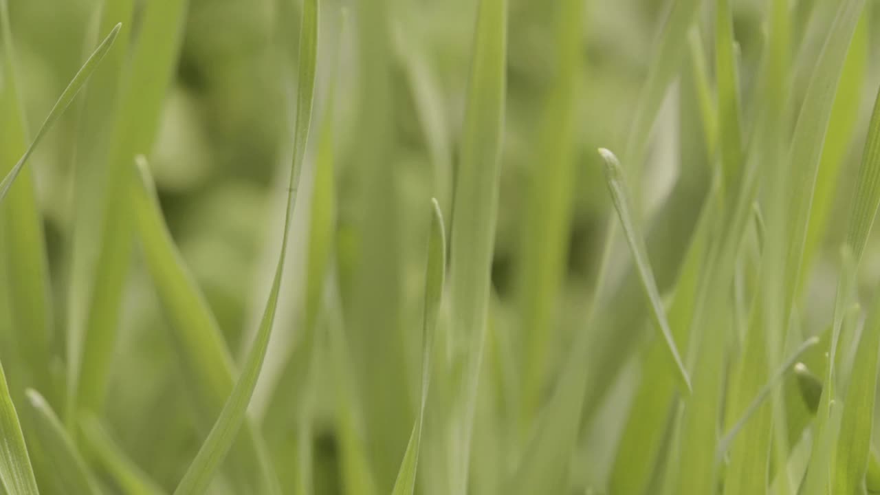 CU新鲜有机微型蔬菜种植在温室蔬菜视频下载