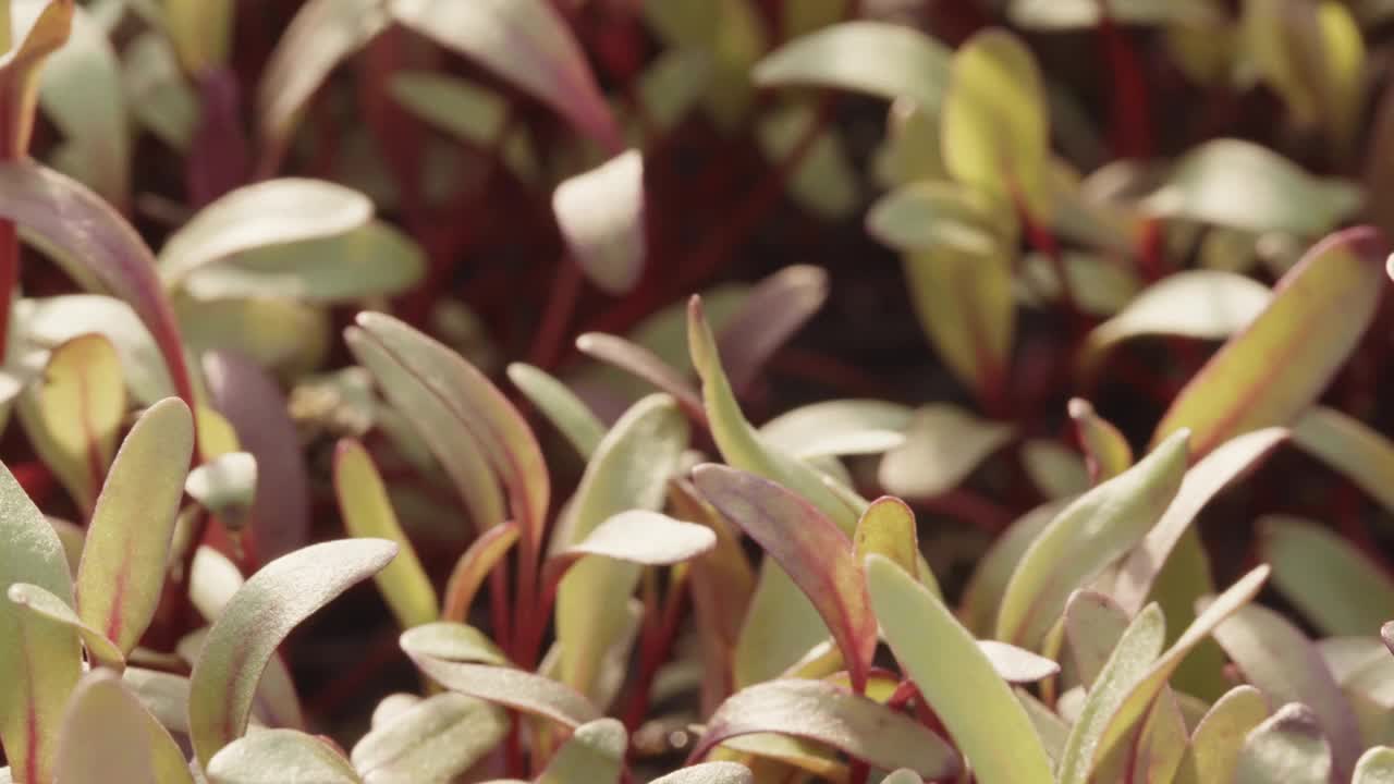 CU新鲜有机微型蔬菜种植在温室蔬菜视频素材