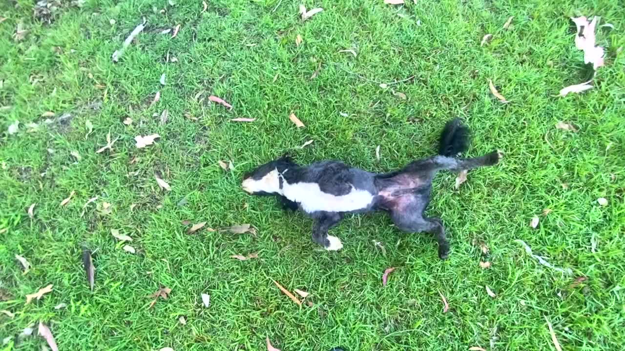 狗在草地上打滚视频下载