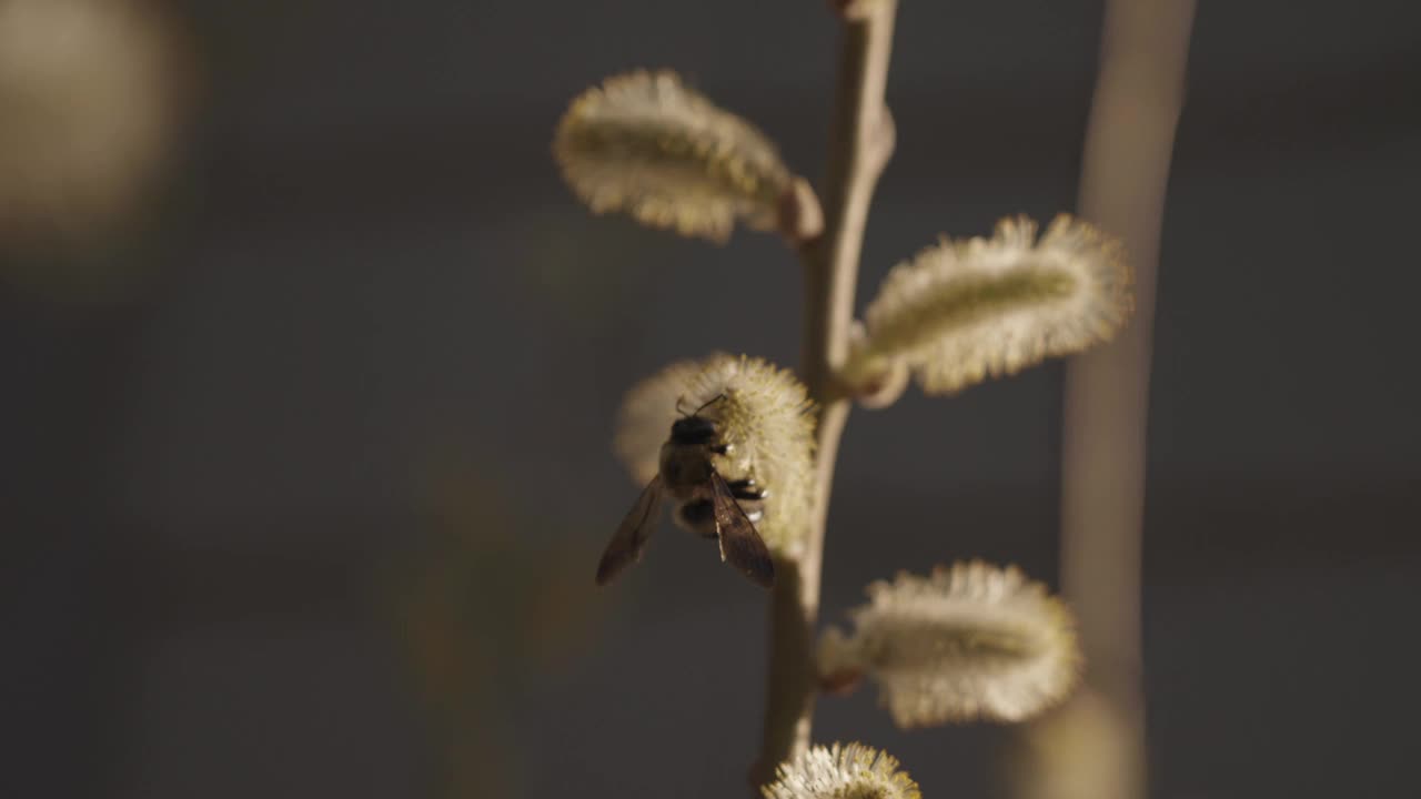 黄柳，玫瑰金柳枝，蜜蜂授粉视频下载