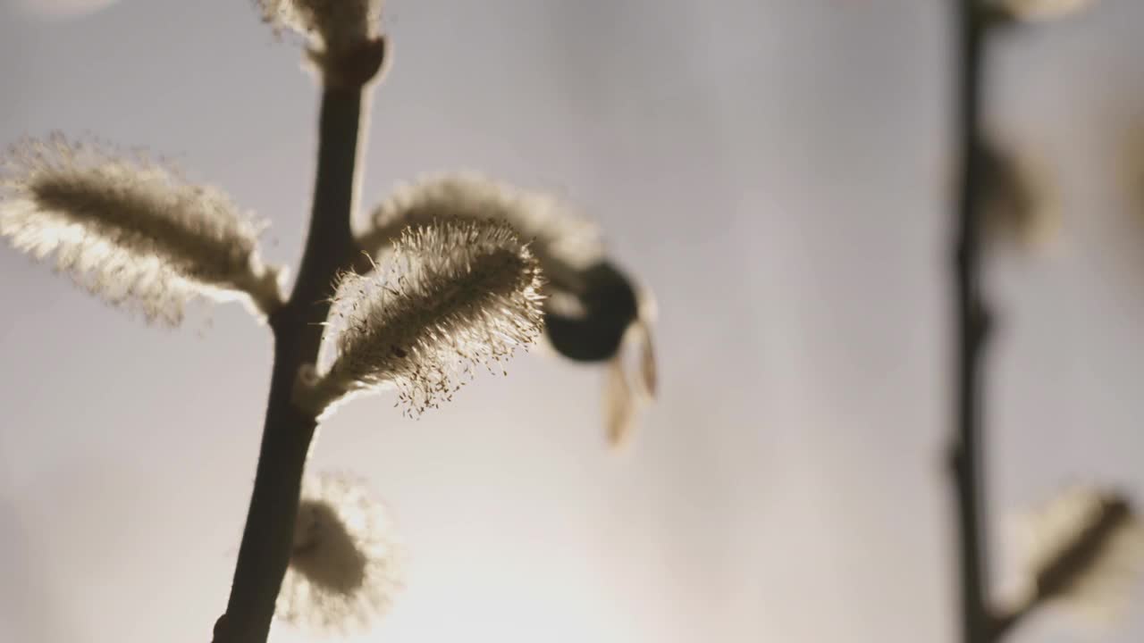 黄柳，玫瑰金柳枝，蜜蜂授粉视频下载