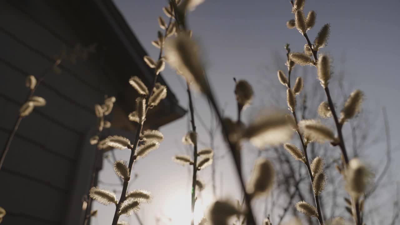 柳，玫瑰金柳叶，房子在背景视频下载