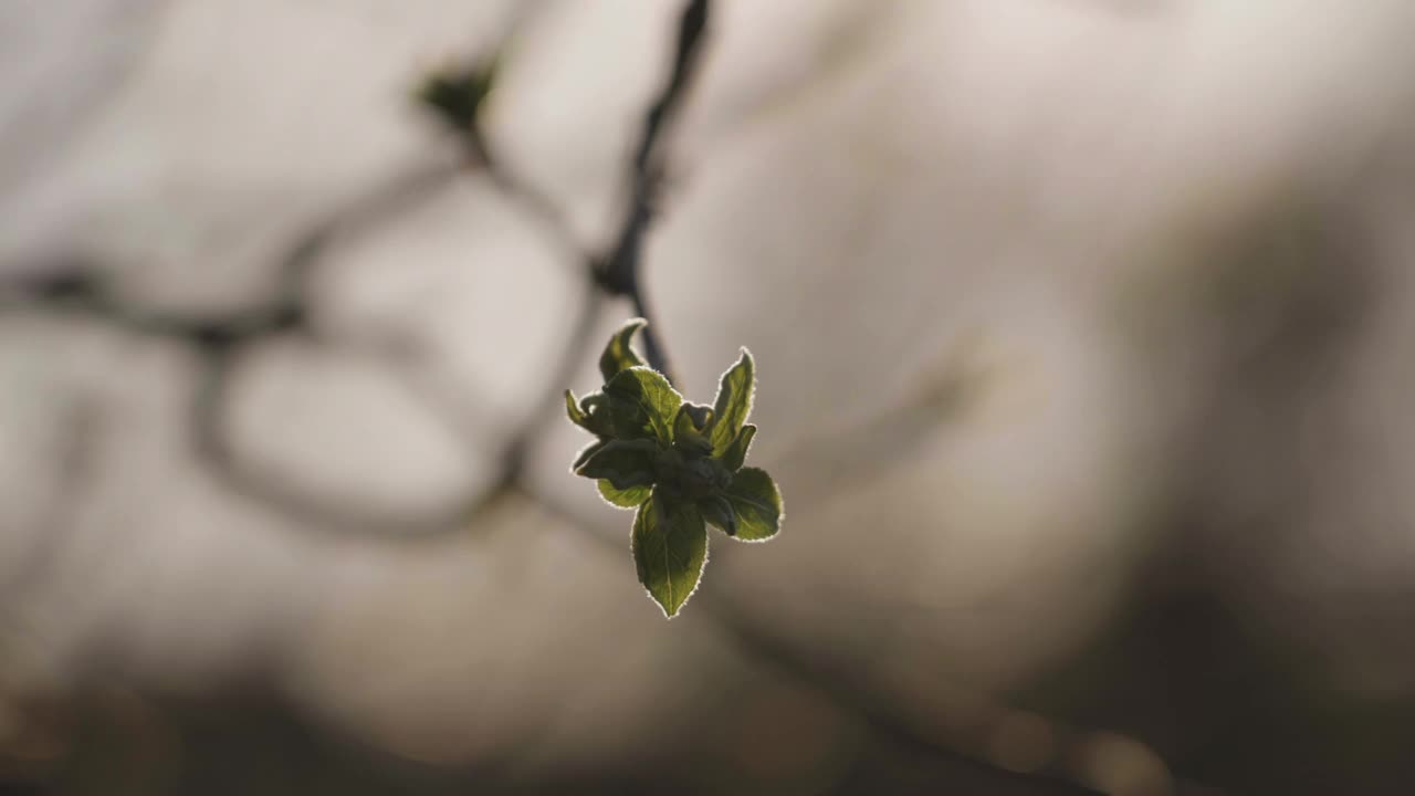 早春，开花前的芽，在苹果树枝上视频素材