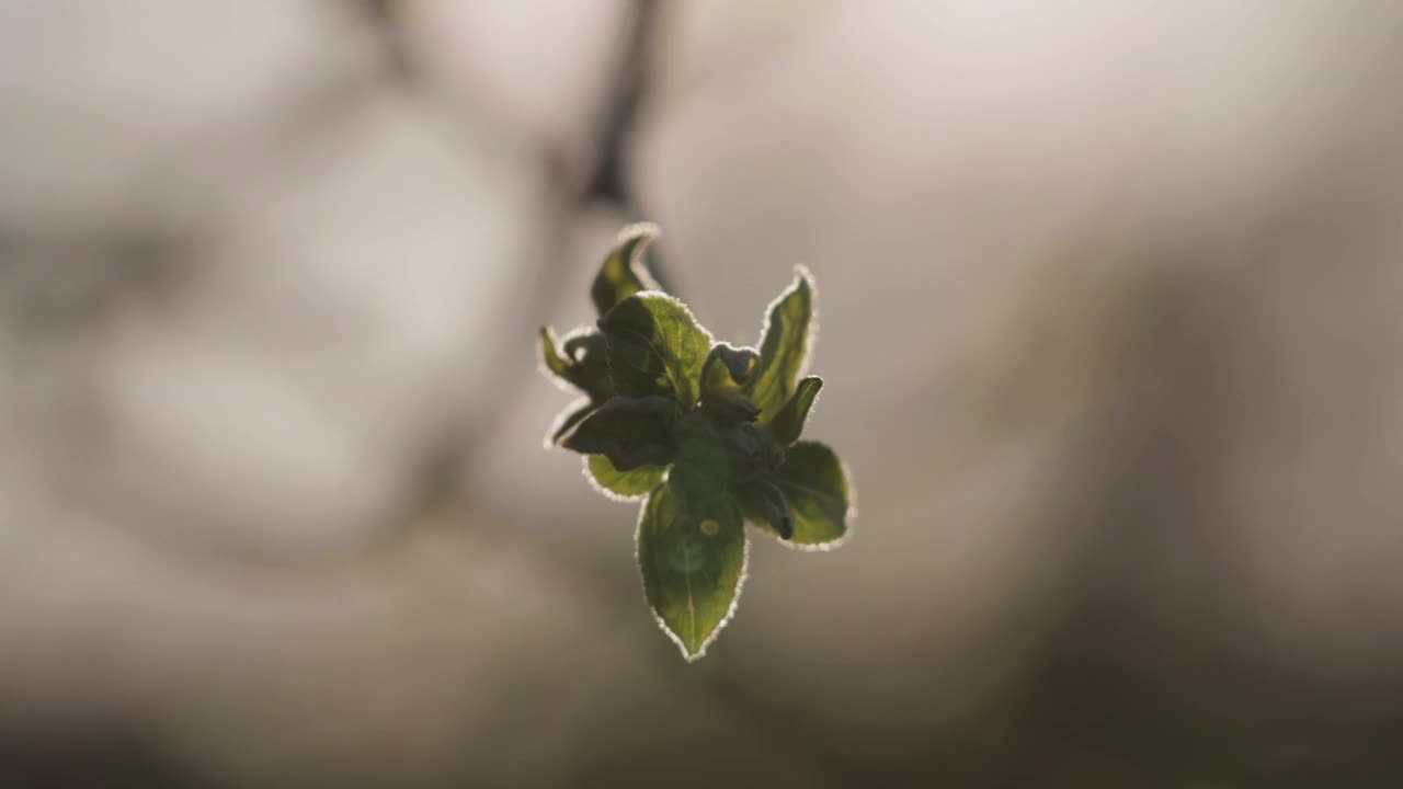 早春，开花前的芽，在苹果树枝上视频下载