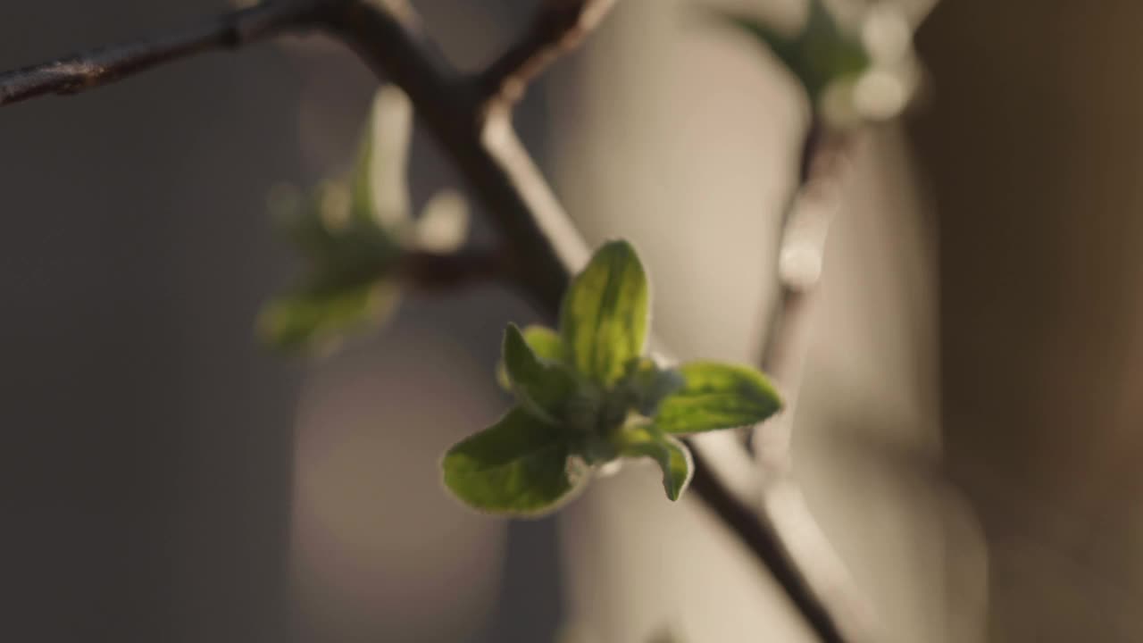 早春，开花前的芽，在苹果树枝上视频素材