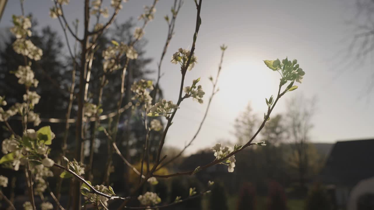 梨树上花开了，春天，花开了视频素材