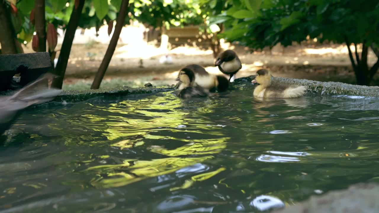 一群在水里游泳的小鸭，4k视频素材