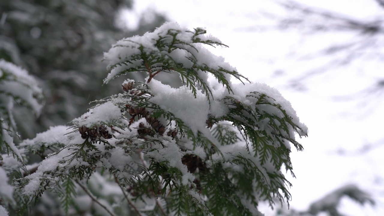 落在冬天树枝上的雪。大雪。白色蓬松的雪。慢动作视频下载