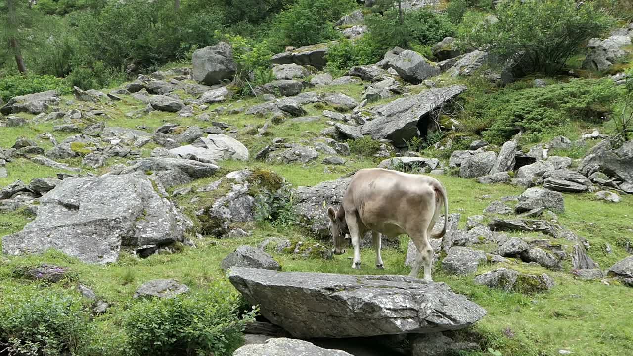 在奥地利齐勒塔尔阿尔卑斯山脉的高山农业，管理高山牧场，有徒步旅行的小径和放牧的草地。视频下载