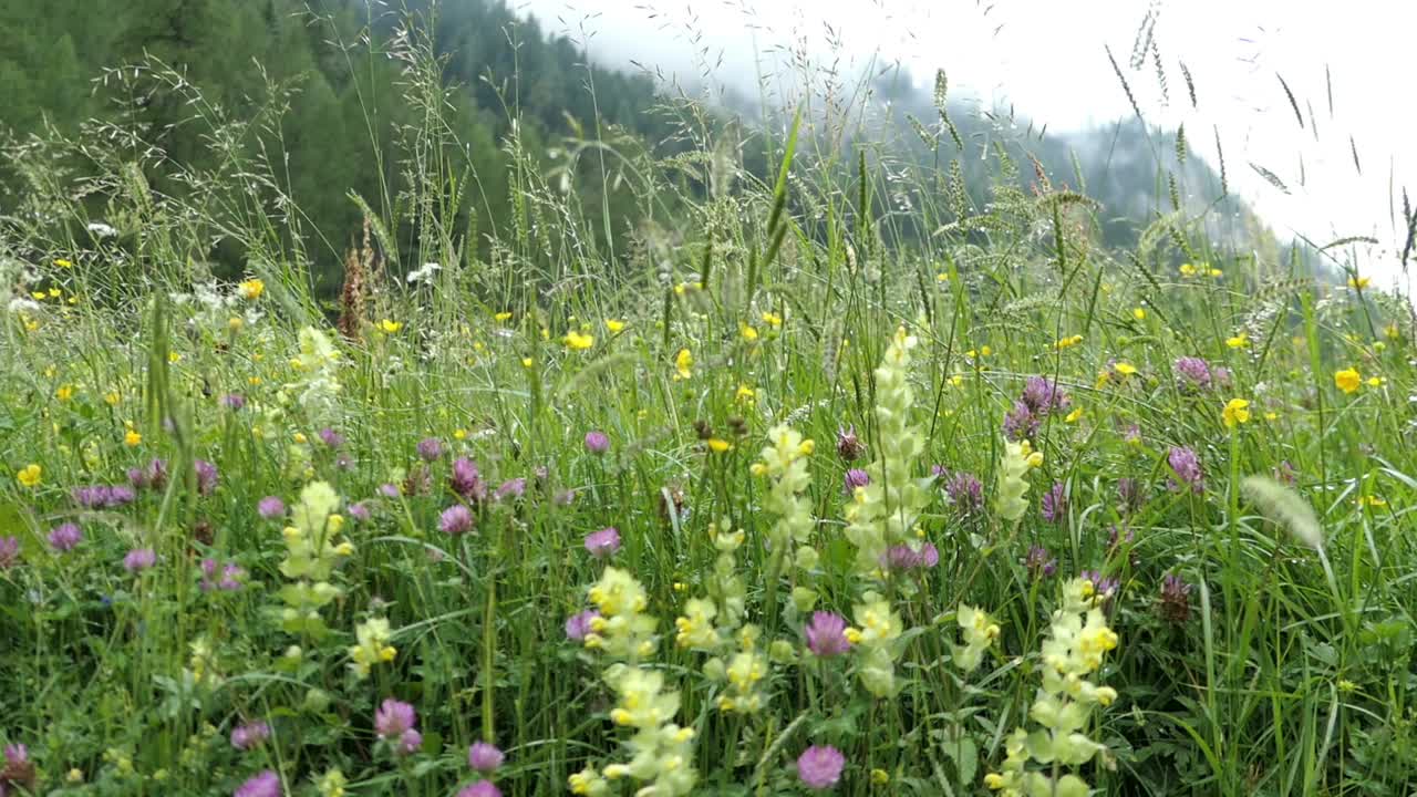 近距离拍摄长满高山草本植物的野花草地。奥地利阿尔卑斯山脉齐勒塔尔地区的高山草甸。视频下载