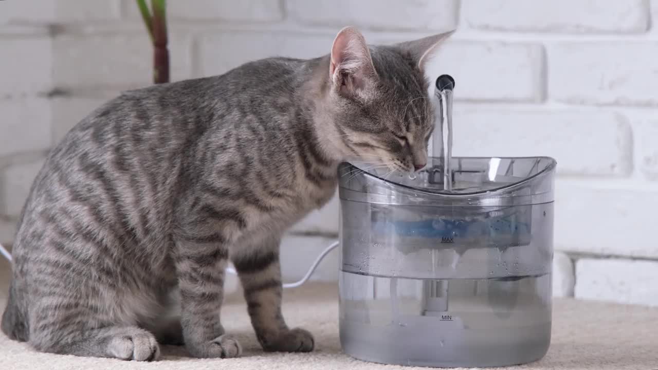 灰色条纹的欧洲猫从宠物喷泉喝水的特写视频素材