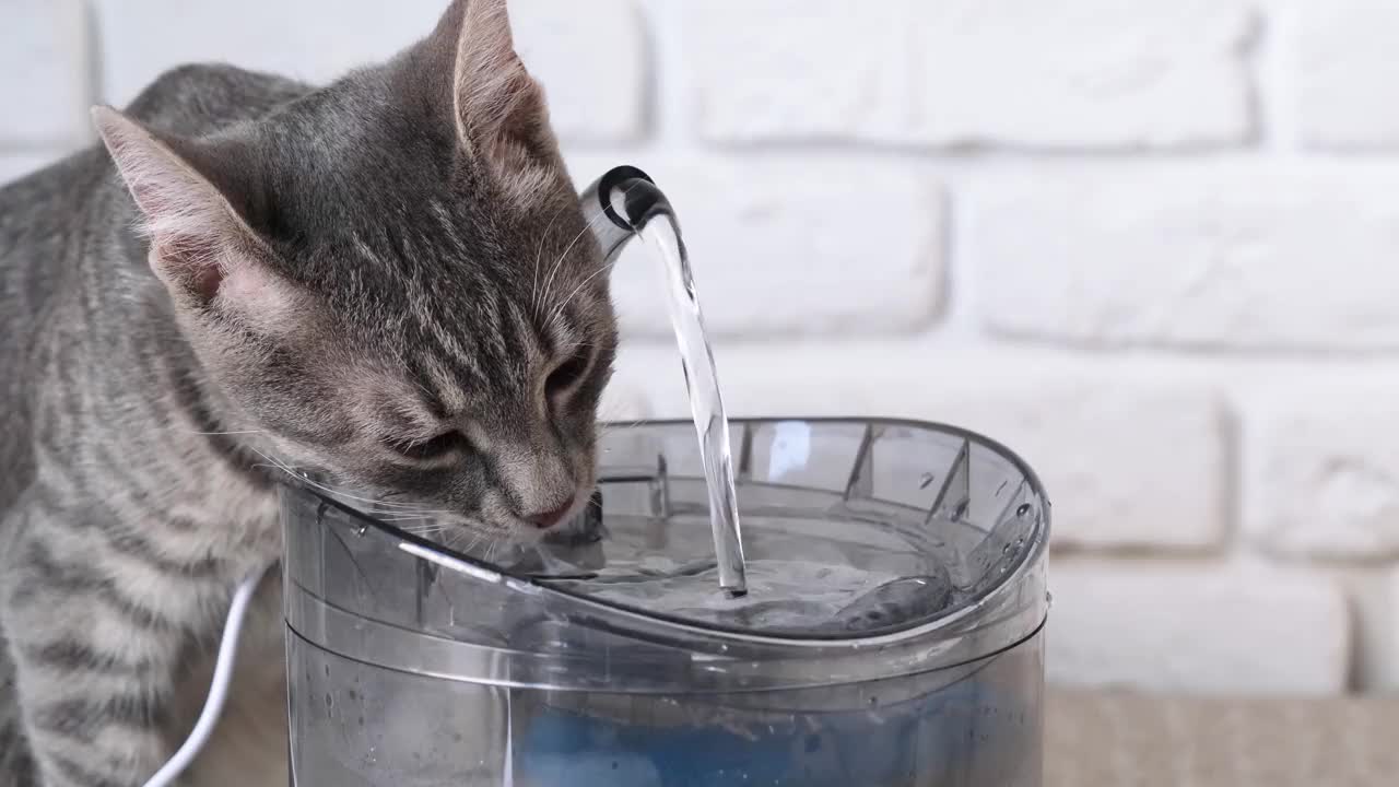 灰色条纹的欧洲猫从宠物喷泉喝水的特写视频素材