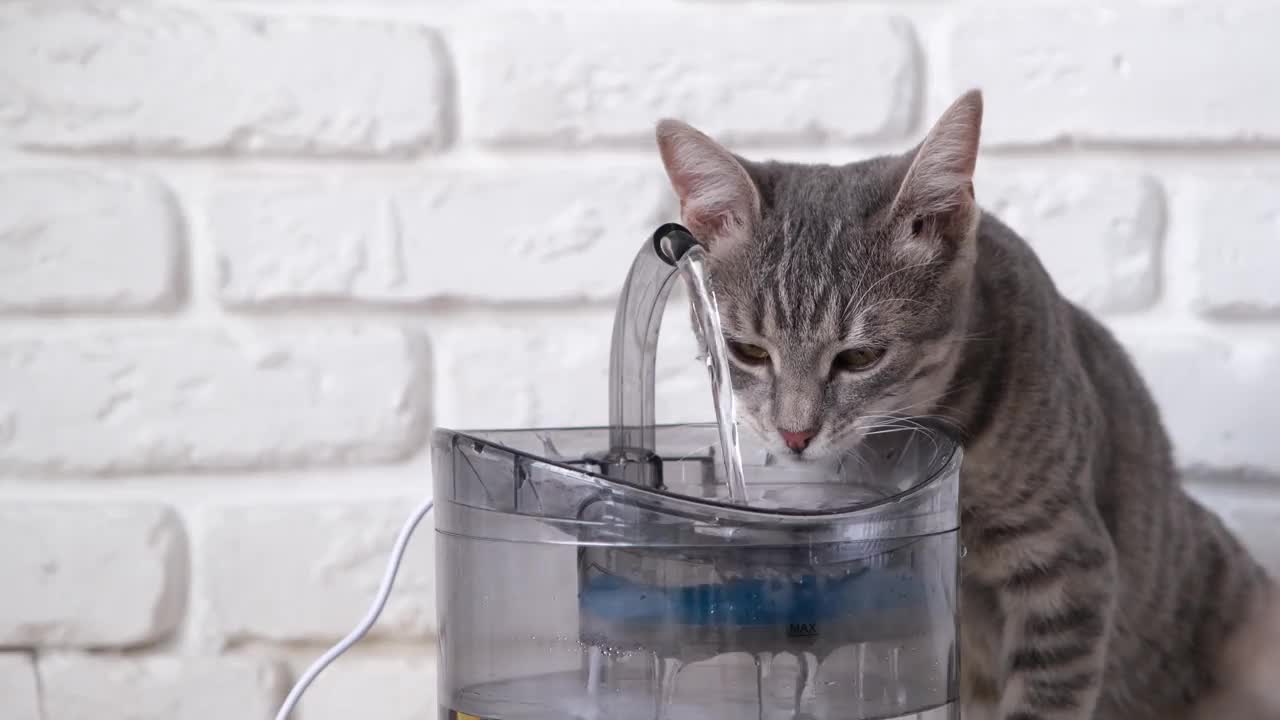 灰色条纹的欧洲猫从宠物喷泉喝水的特写视频素材