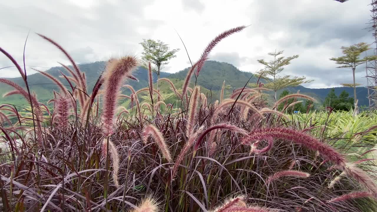 深棕色杂草视频下载