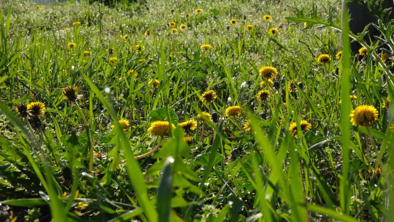 一片黄色蒲公英的林间空地视频素材