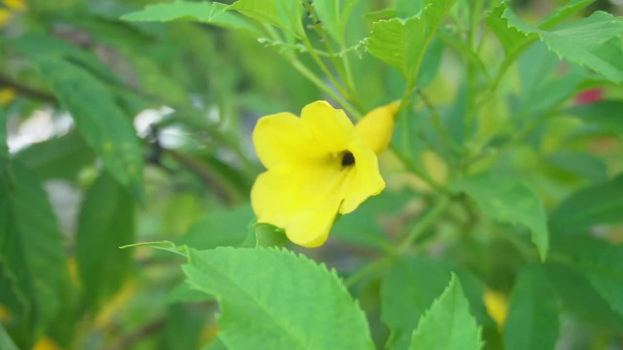 黄色花朵的慢动作蜜蜂视频素材