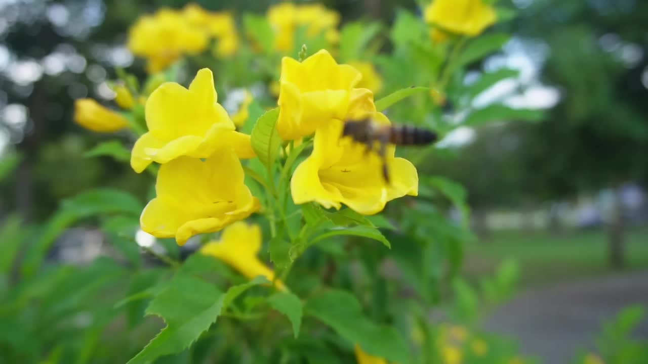 黄色花朵的慢动作蜜蜂视频素材