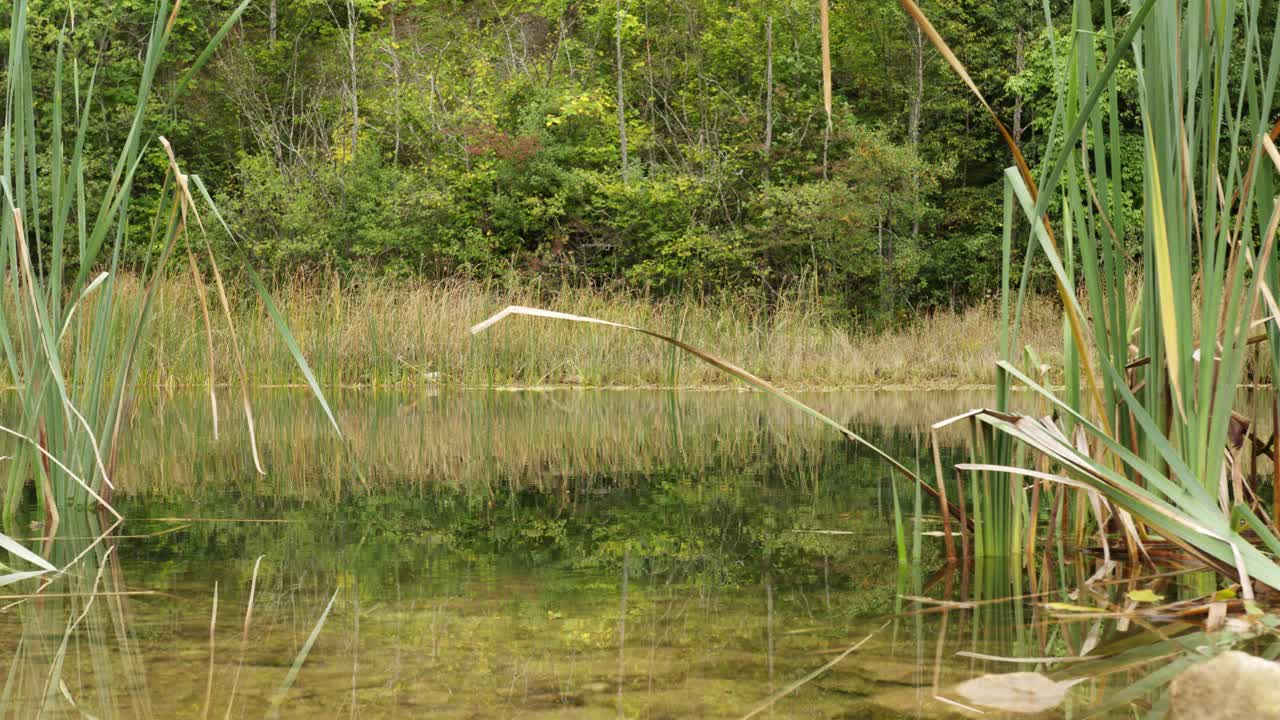 在塞尔维亚的Zaovine，水在湖边流动，芦苇和草在湖边移动视频素材