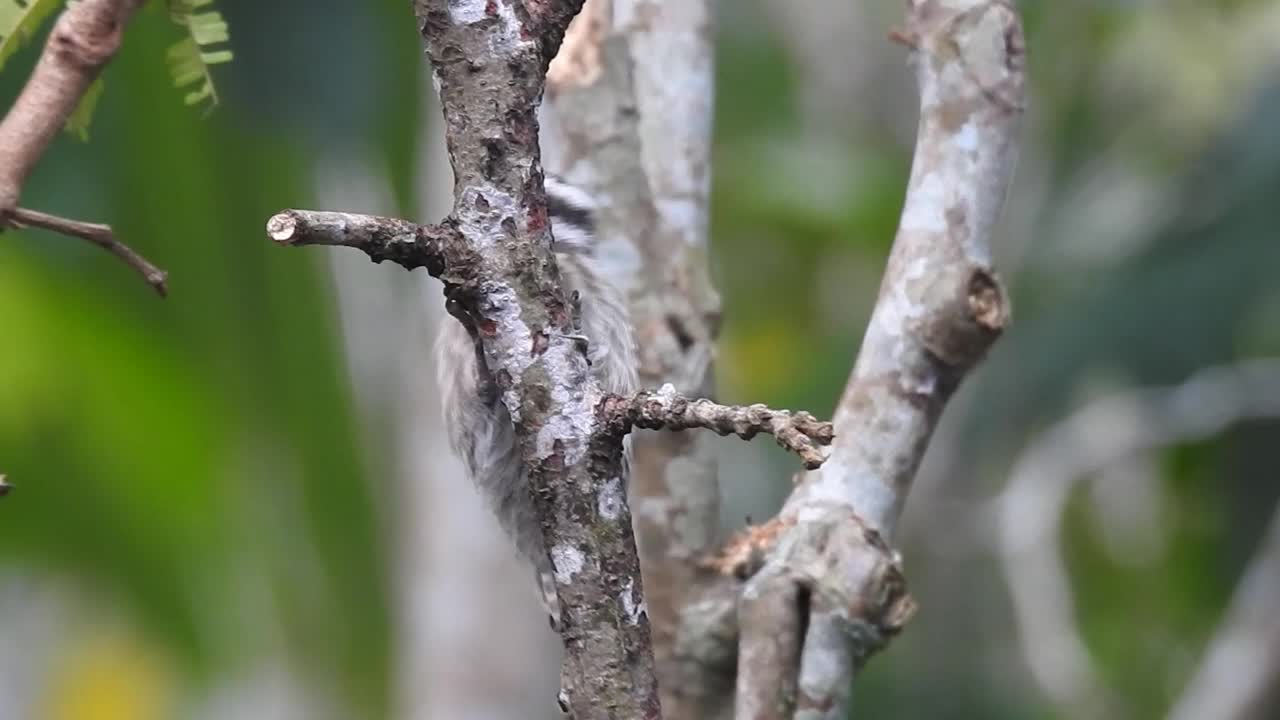 可爱的小啄木鸟sunda在树枝上啄食视频素材