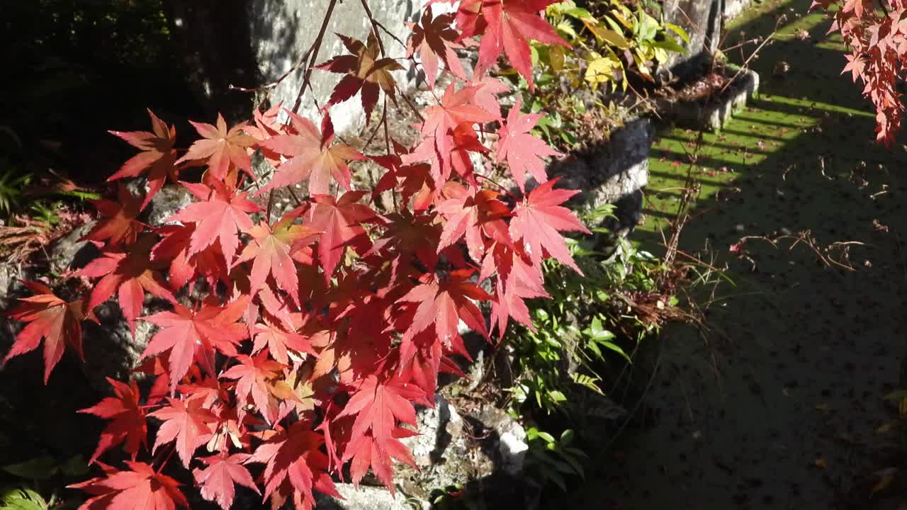 在一个阳光明媚的日子里，树叶在狂风中摇曳。秋天的风景视频下载