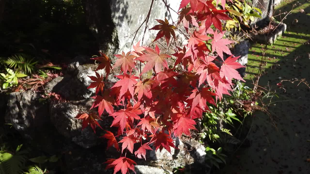 在阳光明媚的日子里，树叶在风中摇曳。秋天的风景视频下载