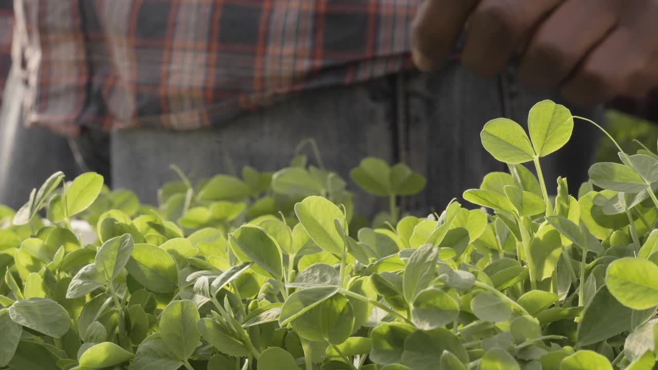 非洲裔美国男性在温室里收割新鲜的有机蔬菜视频下载