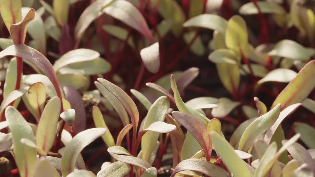 CU新鲜有机微型蔬菜种植在温室蔬菜视频下载